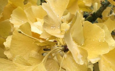 Comment traversez vous cette pandémie en tant qu’artiste?